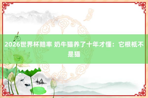 2026世界杯赔率 奶牛猫养了十年才懂:它根柢不是猫