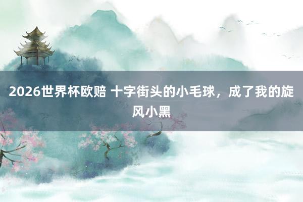 2026世界杯欧赔 十字街头的小毛球，成了我的旋风小黑
